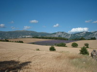 blé et lavande