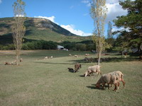 retour transumance