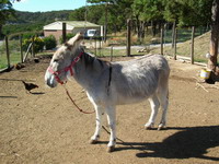 âne gris