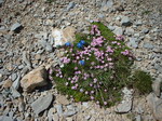 fleurs de montagne