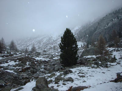 la gordolasque