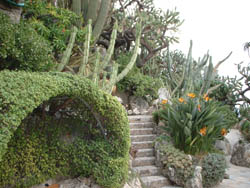 plantes exotiques