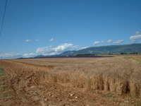 champ de bl&eacute;