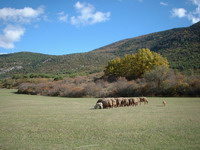 moutons