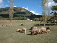 moutons paissant