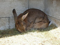 lapin