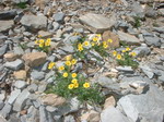 fleurs jaune