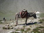 &acirc;ne au bord du lac