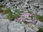 fleurs mauves