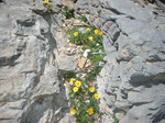 fleurs de rocaille