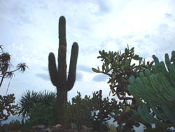 cactus m&eacute;diterran&eacute;en
