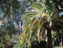 palmier